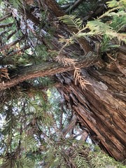 Sequoia sempervirens