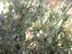 Phyllota pleurandroides