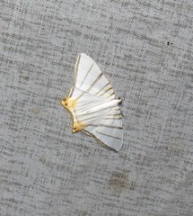 Phrygionis platinata