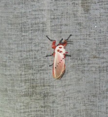 Trosia nigropunctigera