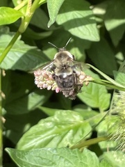 Bombus impatiens