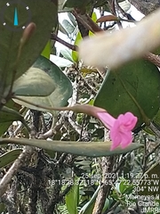 Tabebuia rigida