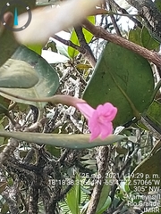 Tabebuia rigida