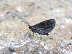 Sangalopsis microleuca