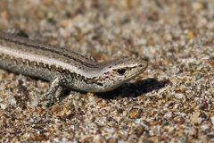 Oligosoma smithi