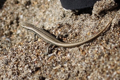 Oligosoma smithi