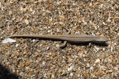 Oligosoma smithi