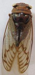 Fidicina mannifera