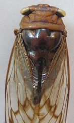 Fidicina mannifera