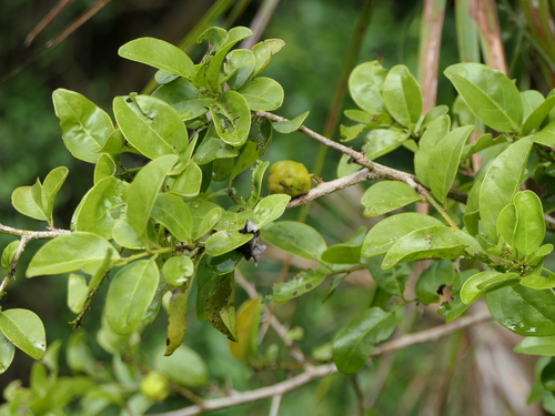 Ximenia image