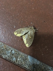 Euproctis quadrangularis