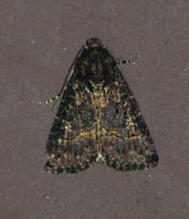 Condica albigera