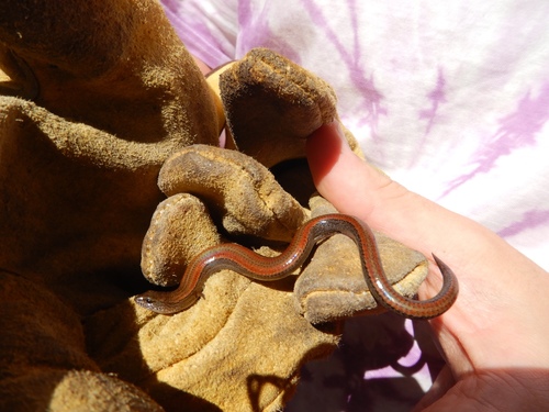 Hemiergis quadrilineatus