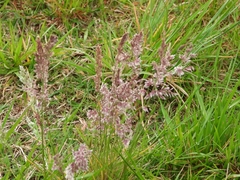 Poa ligularis