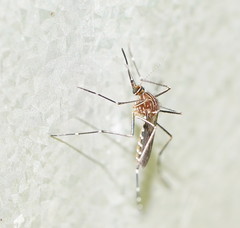 Aedes notoscriptus
