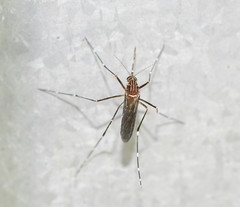 Aedes notoscriptus