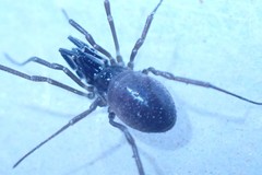 Oskoron spinosus