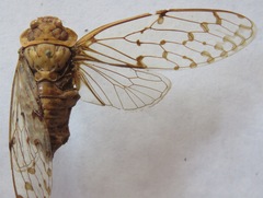 Procollina nicaraguaensis