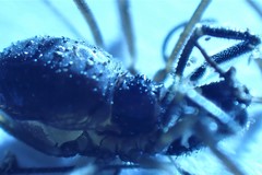 Oskoron spinosus