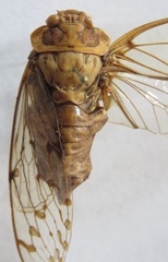 Procollina nicaraguaensis