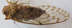 Procollina nicaraguaensis