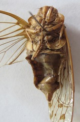Procollina nicaraguaensis