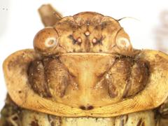 Procollina nicaraguaensis