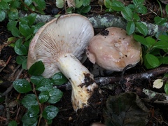 Lactarius montanus