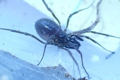 Oskoron spinosus