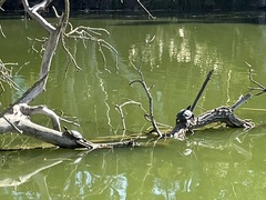 Trachemys scripta elegans