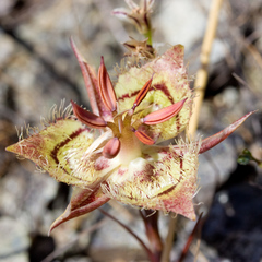 Calochortus tiburonensis