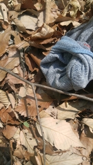 Paratlanticus ussuriensis