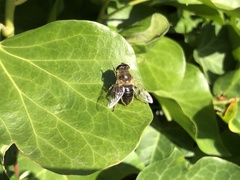 Eristalis tenax