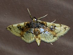 Compacta hirtalis