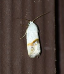 Ponometia virginalis