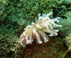 Phyllodesmium serratum