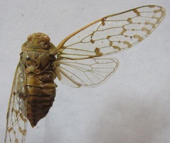 Procollina nicaraguaensis