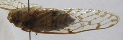 Procollina nicaraguaensis