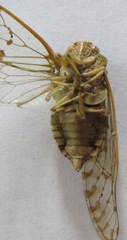 Procollina nicaraguaensis