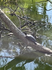 Trachemys scripta elegans