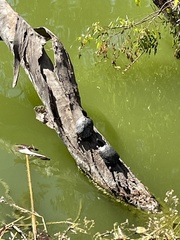 Trachemys scripta elegans