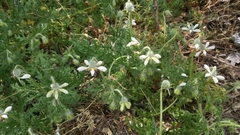 Blumenbachia insignis