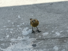 Machetornis rixosa