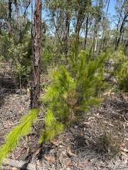 Caustis blakei macrantha