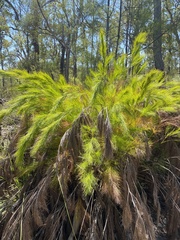 Caustis blakei macrantha