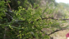 Galium latoramosum