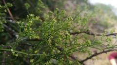 Galium latoramosum
