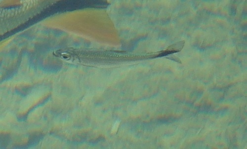 Tail-light tetra (Bryconops melanurus) — Iguanodectidae — 5