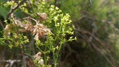 Galium latoramosum