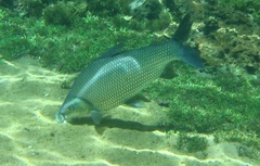 Prochilodus lineatus